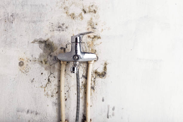 Best Home Mold Removal  in Magnolia Springs, AL