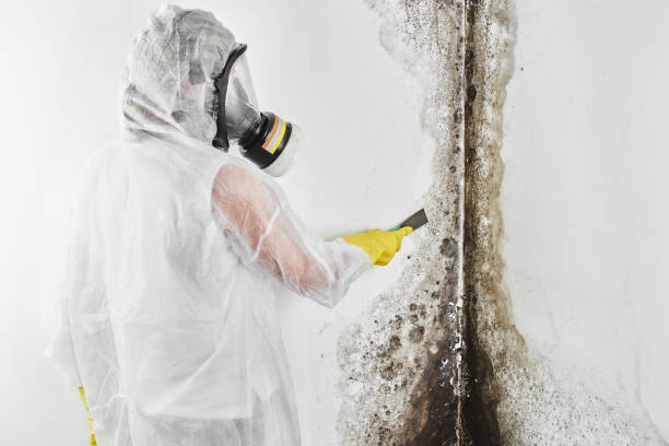 Best Fast Mold Removal  in Magnolia Springs, AL