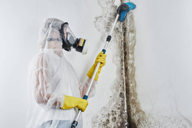 Best Mold Damage Repair  in Magnolia Springs, AL
