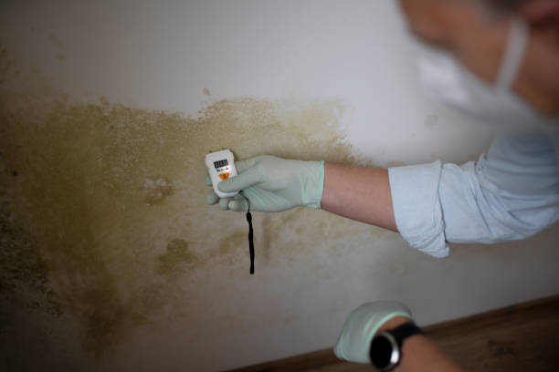Best Office Mold Removal Services  in Magnolia Springs, AL