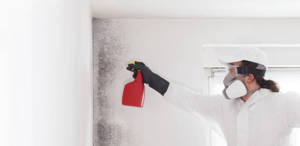 Best Residential Mold Removal  in Magnolia Springs, AL