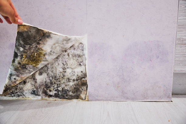 Best Mold Damage Repair  in Magnolia Springs, AL